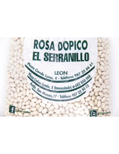 Alubia blanca de riñón de León 2